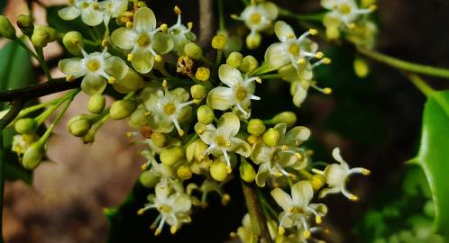 Fotografia da espécie Ilex opaca