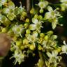 Fotografia 17 da espécie Ilex opaca do Jardim Botânico UTAD