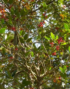 Fotografia 18 da espécie Ilex opaca no Jardim Botânico UTAD