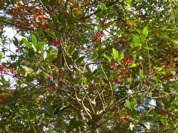 Fotografia da espécie Ilex opaca