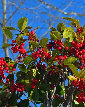 Fotografia 19 da espécie Ilex opaca no Jardim Botânico UTAD