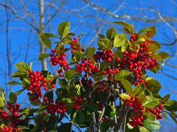 Fotografia da espécie Ilex opaca