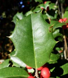 Fotografia da espécie Ilex opaca