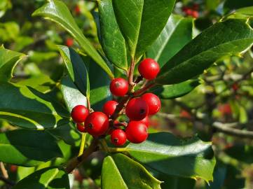 Fotografia da espécie Ilex opaca