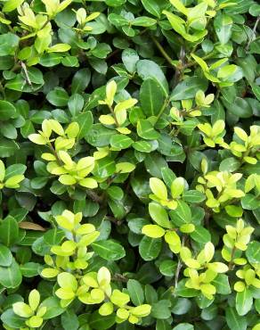 Fotografia 1 da espécie Ilex crenata no Jardim Botânico UTAD