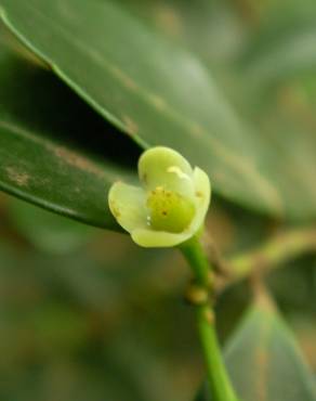 Fotografia 9 da espécie Ilex crenata no Jardim Botânico UTAD