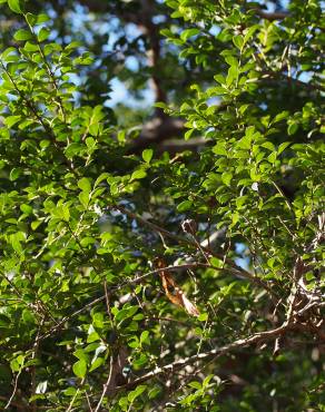 Fotografia 10 da espécie Ilex crenata no Jardim Botânico UTAD