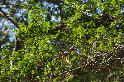 Fotografia da espécie Ilex crenata