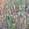 Fotografia 5 da espécie Hordeum geniculatum do Jardim Botânico UTAD