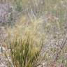 Fotografia 6 da espécie Hordeum geniculatum do Jardim Botânico UTAD