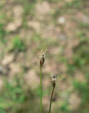 Fotografia 5 da espécie Eleocharis acicularis no Jardim Botânico UTAD