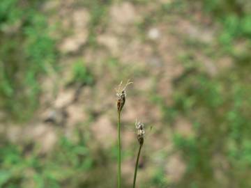 Fotografia da espécie Eleocharis acicularis