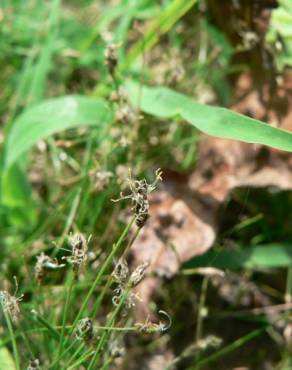 Fotografia 6 da espécie Eleocharis acicularis no Jardim Botânico UTAD