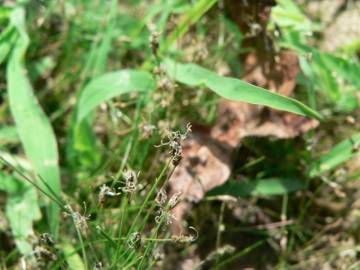 Fotografia da espécie Eleocharis acicularis