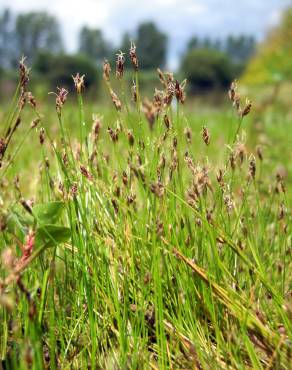 Fotografia 1 da espécie Eleocharis acicularis no Jardim Botânico UTAD