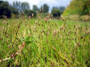 Fotografia da espécie Eleocharis acicularis