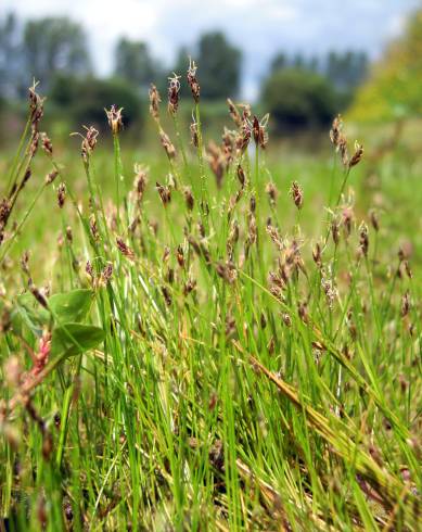 Fotografia de capa Eleocharis acicularis - do Jardim Botânico