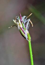 Fotografia da espécie Eleocharis acicularis