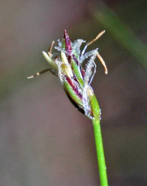 Fotografia 8 da espécie Eleocharis acicularis no Jardim Botânico UTAD