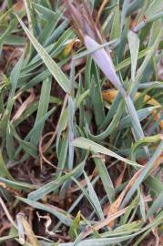 Fotografia da espécie Hordeum geniculatum