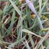 Fotografia 8 da espécie Hordeum geniculatum do Jardim Botânico UTAD