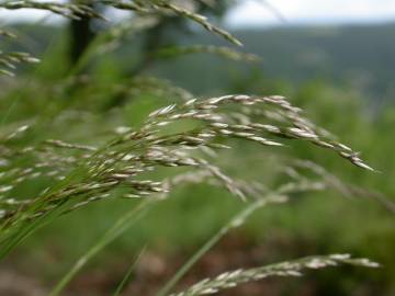 Fotografia da espécie Deschampsia flexuosa