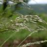 Fotografia 7 da espécie Deschampsia flexuosa do Jardim Botânico UTAD