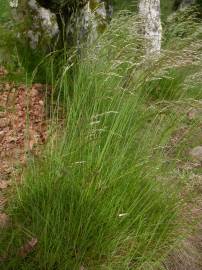 Fotografia da espécie Deschampsia flexuosa