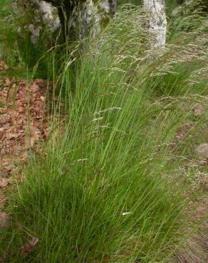 Fotografia 8 da espécie Deschampsia flexuosa no Jardim Botânico UTAD