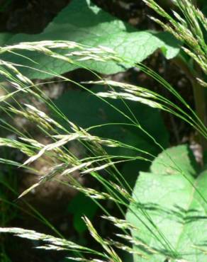 Fotografia 9 da espécie Deschampsia flexuosa no Jardim Botânico UTAD
