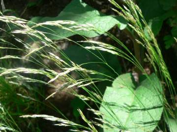 Fotografia da espécie Deschampsia flexuosa