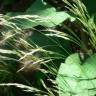 Fotografia 9 da espécie Deschampsia flexuosa do Jardim Botânico UTAD