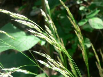 Fotografia da espécie Deschampsia flexuosa