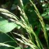 Fotografia 10 da espécie Deschampsia flexuosa do Jardim Botânico UTAD