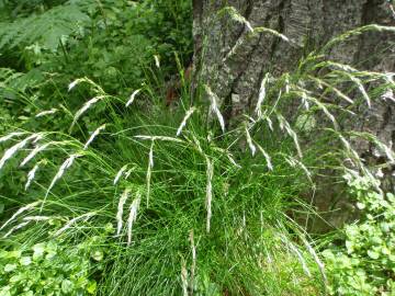 Fotografia da espécie Deschampsia flexuosa