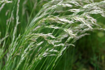 Fotografia da espécie Deschampsia flexuosa