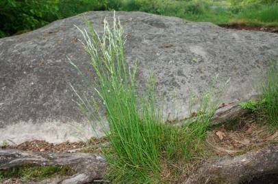 Fotografia da espécie Deschampsia flexuosa