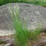 Fotografia 14 da espécie Deschampsia flexuosa do Jardim Botânico UTAD
