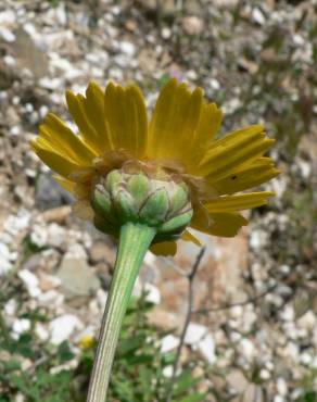 Fotografia 7 da espécie Chrysanthemum segetum no Jardim Botânico UTAD