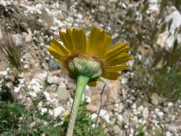 Fotografia da espécie Chrysanthemum segetum