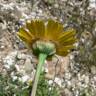 Fotografia 7 da espécie Chrysanthemum segetum do Jardim Botânico UTAD