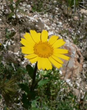 Fotografia 8 da espécie Chrysanthemum segetum no Jardim Botânico UTAD