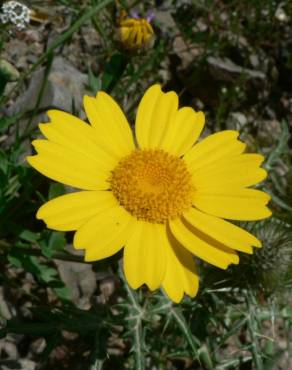 Fotografia 10 da espécie Chrysanthemum segetum no Jardim Botânico UTAD