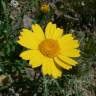 Fotografia 10 da espécie Chrysanthemum segetum do Jardim Botânico UTAD
