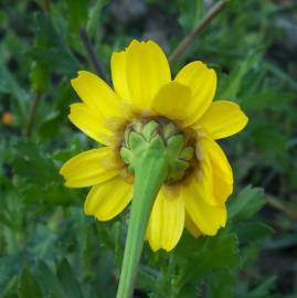 Fotografia da espécie Chrysanthemum segetum