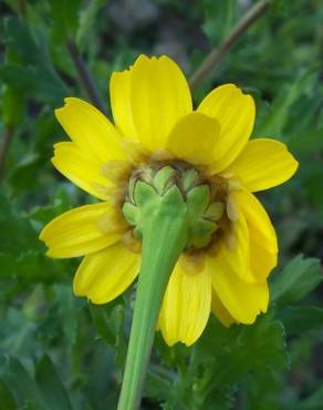 Fotografia 11 da espécie Chrysanthemum segetum no Jardim Botânico UTAD