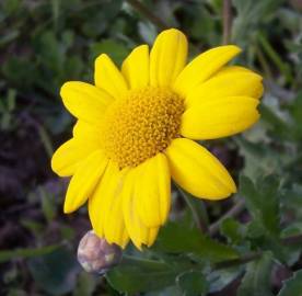 Fotografia da espécie Chrysanthemum segetum