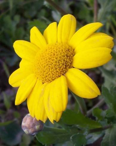 Fotografia de capa Chrysanthemum segetum - do Jardim Botânico