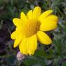 Fotografia 1 da espécie Chrysanthemum segetum do Jardim Botânico UTAD