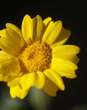 Fotografia 12 da espécie Chrysanthemum segetum no Jardim Botânico UTAD